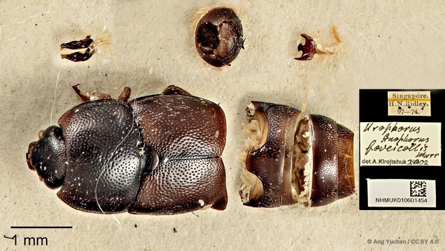 Urophorus humeralis • © Ang Yuchen • CC BY 4.0