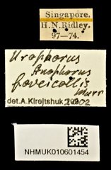 Urophorus humeralis • All Rights Reserved Museum Label