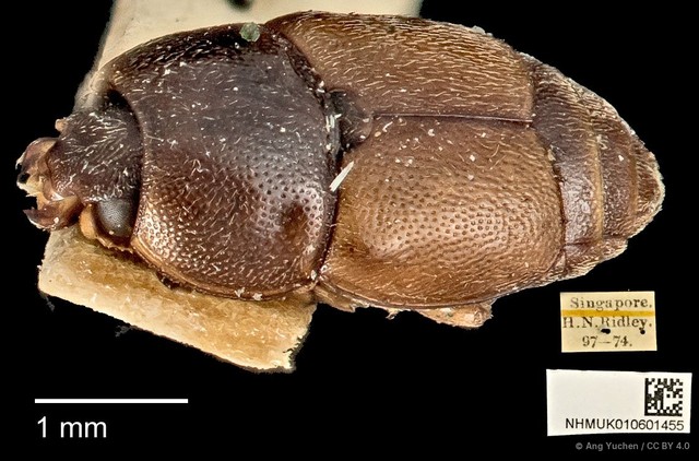 Urophorus humeralis