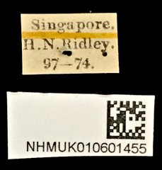 Urophorus humeralis • All Rights Reserved Museum Label