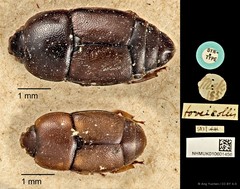 Urophorus humeralis • © Ang Yuchen • CC BY 4.0
