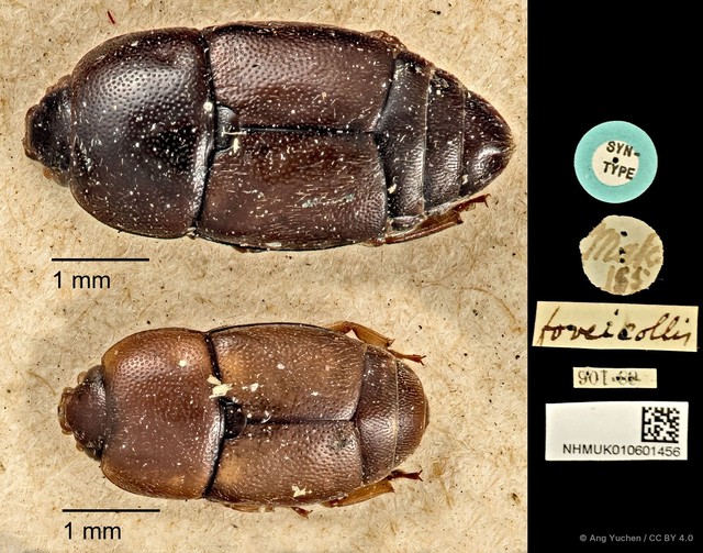 Urophorus humeralis