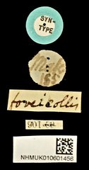 Urophorus humeralis • All Rights Reserved Museum Label