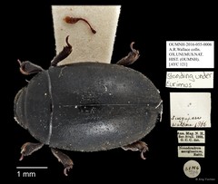 Nosodendron marginatum • © Ang Yuchen • All Rights Reserved