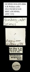 Nosodendron marginatum • All Rights Reserved Museum Label