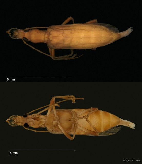 Oedemeridae sp. "ZRCBPD0056123" • © Wan FA Jusoh • All Rights Reserved