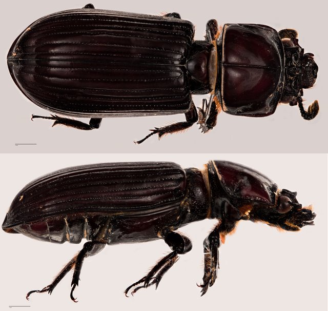 Passalidae sp. "ZRCBDP0071893" • © Tan Wee Chye • All Rights Reserved