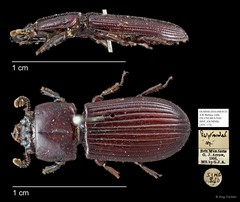 Leptaulax sp. "AYC 173" • © Ang Yuchen • All Rights Reserved