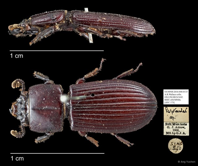 Leptaulax sp. "AYC 173" • © Ang Yuchen • All Rights Reserved