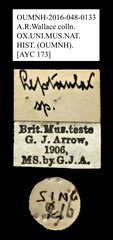 Leptaulax sp. "AYC 173" • All Rights Reserved Museum Label