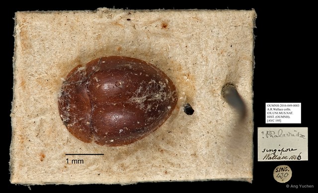 Phalacridae sp. "AYC 195" • © Ang Yuchen • All Rights Reserved
