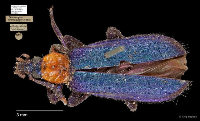 Prionocerus coeruleipennis