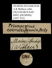 Prionocerus coeruleipennis • All Rights Reserved Museum Label