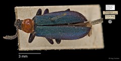 Prionocerus coeruleipennis • © Ang Yuchen • All Rights Reserved