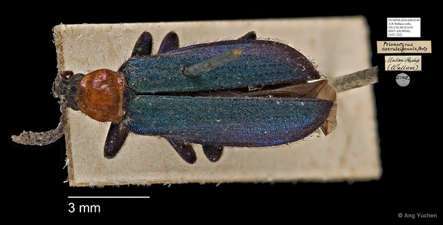 Prionocerus coeruleipennis