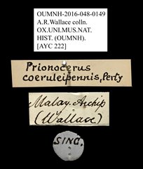 Prionocerus coeruleipennis • All Rights Reserved Museum Label