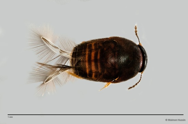Ptiliidae sp. "ZRCBDP0057524" • © Maimon Hussin • All Rights Reserved