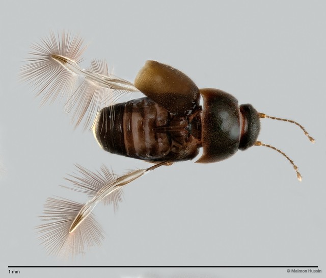 Ptiliidae sp. "ZRCBDP0060030" • © Maimon Hussin • All Rights Reserved