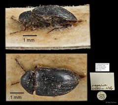 Ptilodactylidae sp. "AYC 157" • © Ang Yuchen • All Rights Reserved