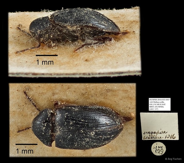 Ptilodactylidae sp. "AYC 157" • © Ang Yuchen • All Rights Reserved