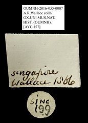 Ptilodactylidae sp. "AYC 157" • All Rights Reserved Museum Label