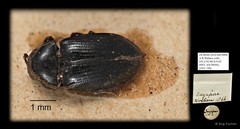 Ptilodactylidae sp. "AYC 196" • © Ang Yuchen • All Rights Reserved