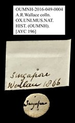 Ptilodactylidae sp. "AYC 196" • All Rights Reserved Museum Label