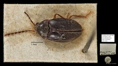 Ptilodactylidae sp. "AYC 197" • © Ang Yuchen • All Rights Reserved