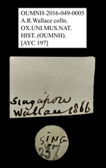 Ptilodactylidae sp. "AYC 197" • All Rights Reserved Museum Label