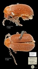 Ptininae sp. "AYC 116" • © Ang Yuchen • All Rights Reserved