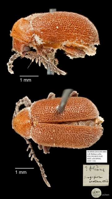 Ptininae sp. "AYC 116" • © Ang Yuchen • All Rights Reserved