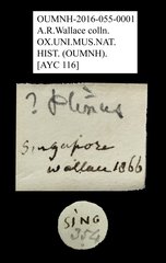 Ptininae sp. "AYC 116" • All Rights Reserved Museum Label