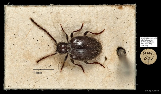 Ptininae sp. "AYC 268" • © Ang Yuchen • All Rights Reserved