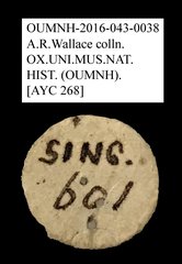 Ptininae sp. "AYC 268" • All Rights Reserved Museum Label