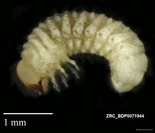 Lasioderma serricorne