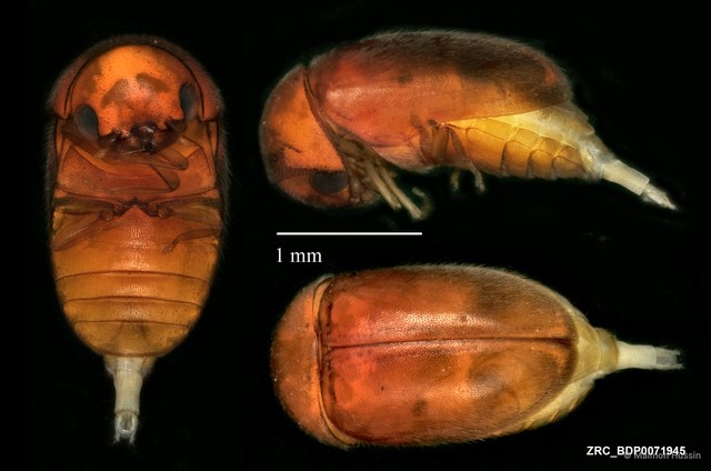 Lasioderma serricorne • © Maimon Hussin • All Rights Reserved