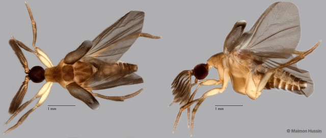 Ripiphoridae sp. "ZRCBDP0071830" • © Maimon Hussin • All Rights Reserved