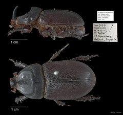 Dynastinae sp. "AYC 122" • © Ang Yuchen • All Rights Reserved