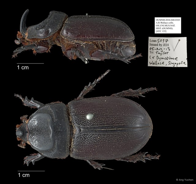 Dynastinae sp. "AYC 122" • © Ang Yuchen • All Rights Reserved