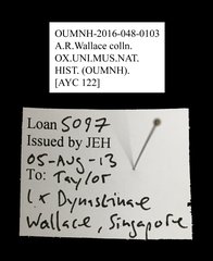 Dynastinae sp. "AYC 122" • All Rights Reserved Museum Label