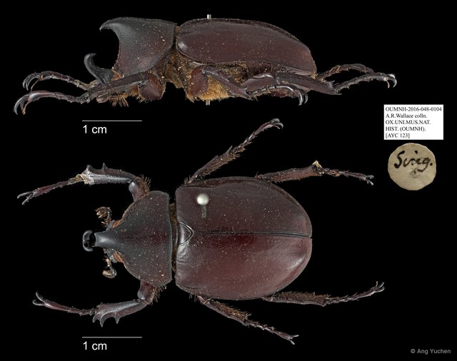 Scarabaeidae sp. "AYC 123" • © Ang Yuchen • All Rights Reserved