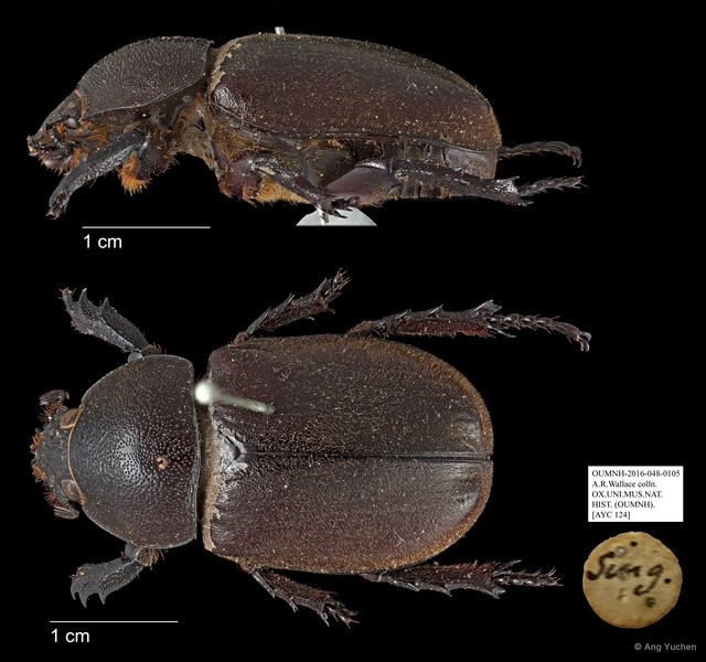 Scarabaeidae sp. "AYC 124" • © Ang Yuchen • All Rights Reserved