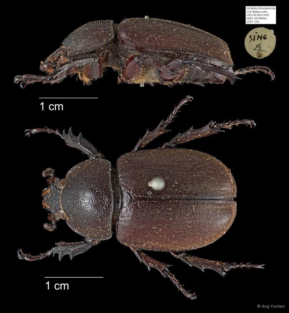 Scarabaeidae sp. "AYC 125" • © Ang Yuchen • All Rights Reserved