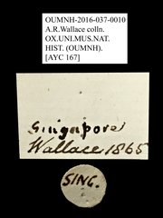 Valgini sp. "AYC 167" • All Rights Reserved Museum Label