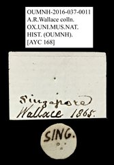 Valgini sp. "AYC 168" • All Rights Reserved Museum Label