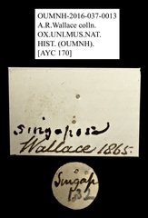 Valgini sp. "AYC 170" • All Rights Reserved Museum Label