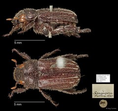 Rutelinae sp. "AYC 201" • © Ang Yuchen • All Rights Reserved