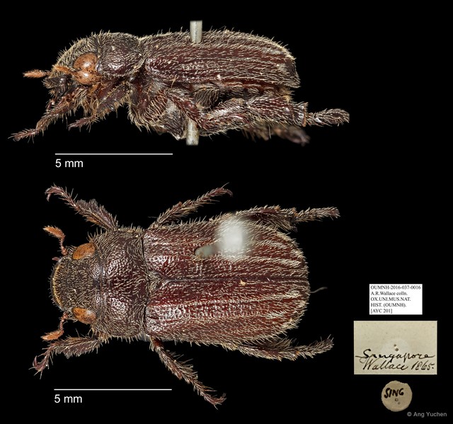 Rutelinae sp. "AYC 201" • © Ang Yuchen • All Rights Reserved