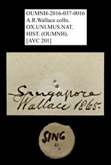 Rutelinae sp. "AYC 201" • All Rights Reserved Museum Label