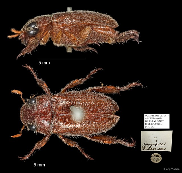 Rutelinae sp. "AYC 202" • © Ang Yuchen • All Rights Reserved